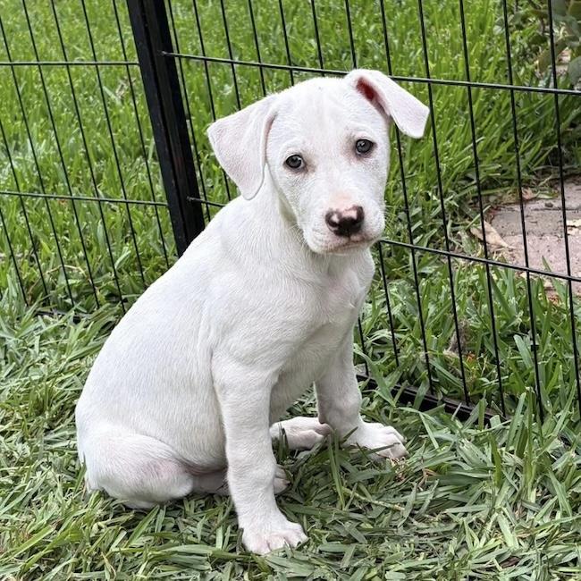 Arbor Pup - Spade, a Adoptable mixed breed in San Diego, CA image 3/3