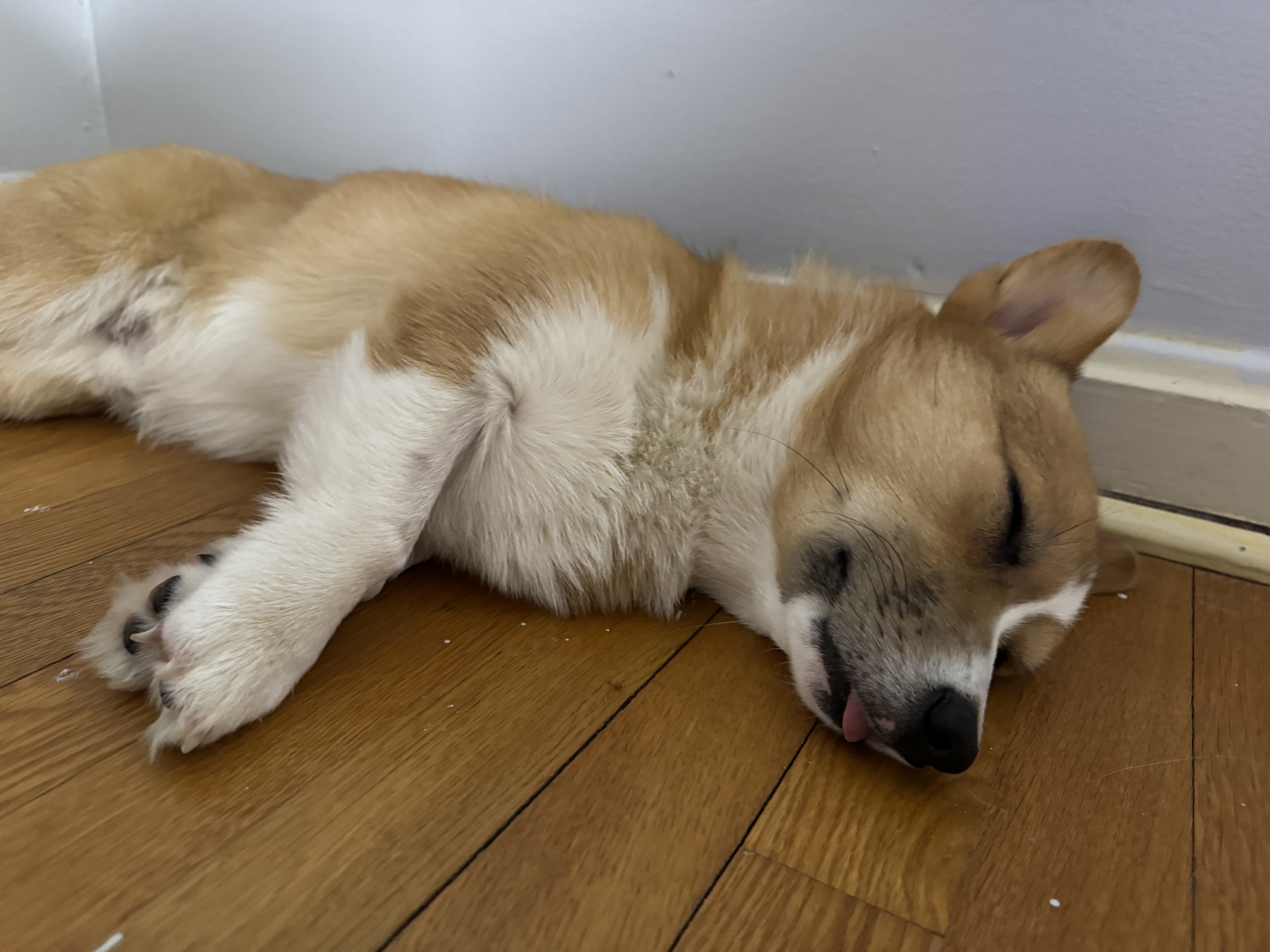 Enlarge Kogi, a Adopted Pembroke Welsh Corgi in Potomac, MD image 1/6