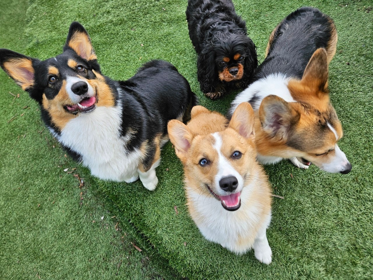Enlarge Kogi, a Adopted Pembroke Welsh Corgi in Potomac, MD image 2/6
