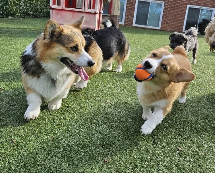 Enlarge Kogi, a Adopted Pembroke Welsh Corgi in Potomac, MD image 3/6
