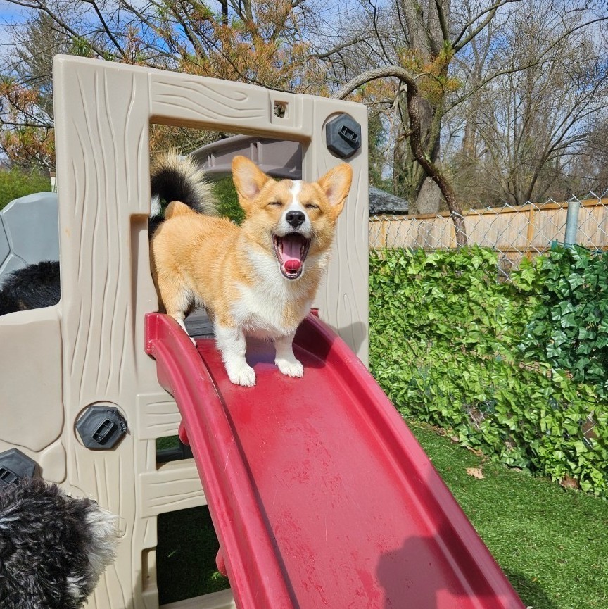 Enlarge Kogi, a Adopted Pembroke Welsh Corgi in Potomac, MD image 4/6