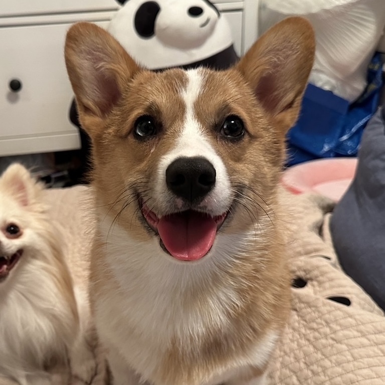 Enlarge Kogi, a Adopted Pembroke Welsh Corgi in Potomac, MD image 5/6