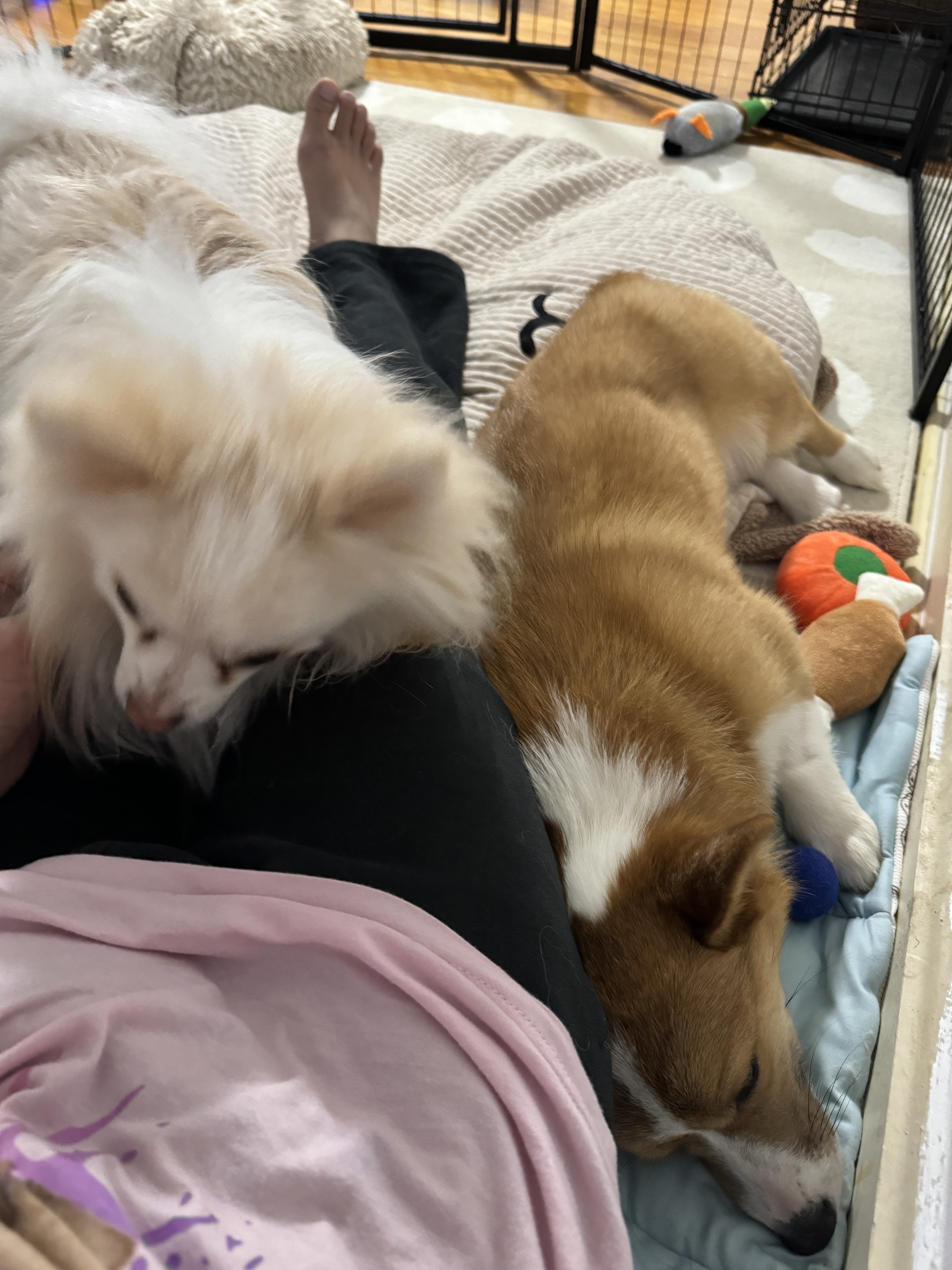 Enlarge Kogi, a Adopted Pembroke Welsh Corgi in Potomac, MD image 6/6