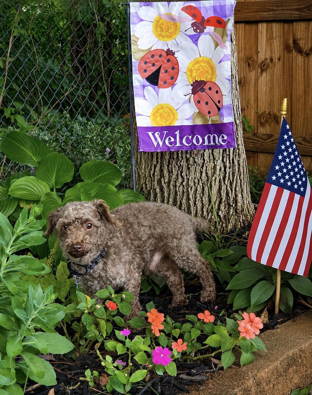 Enlarge Mikey, an adopted Poodle in Aiken, SC image 1/1