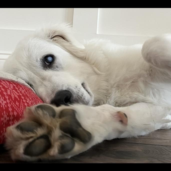 August, Adoptable, Young Male Great Pyrenees & Mixed Breed.