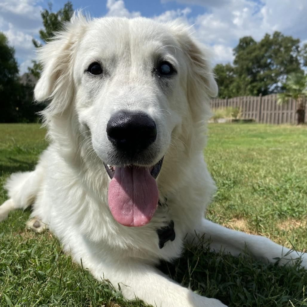 Enlarge August, a Adoptable mixed breed in Huntsville, AL image 2/5