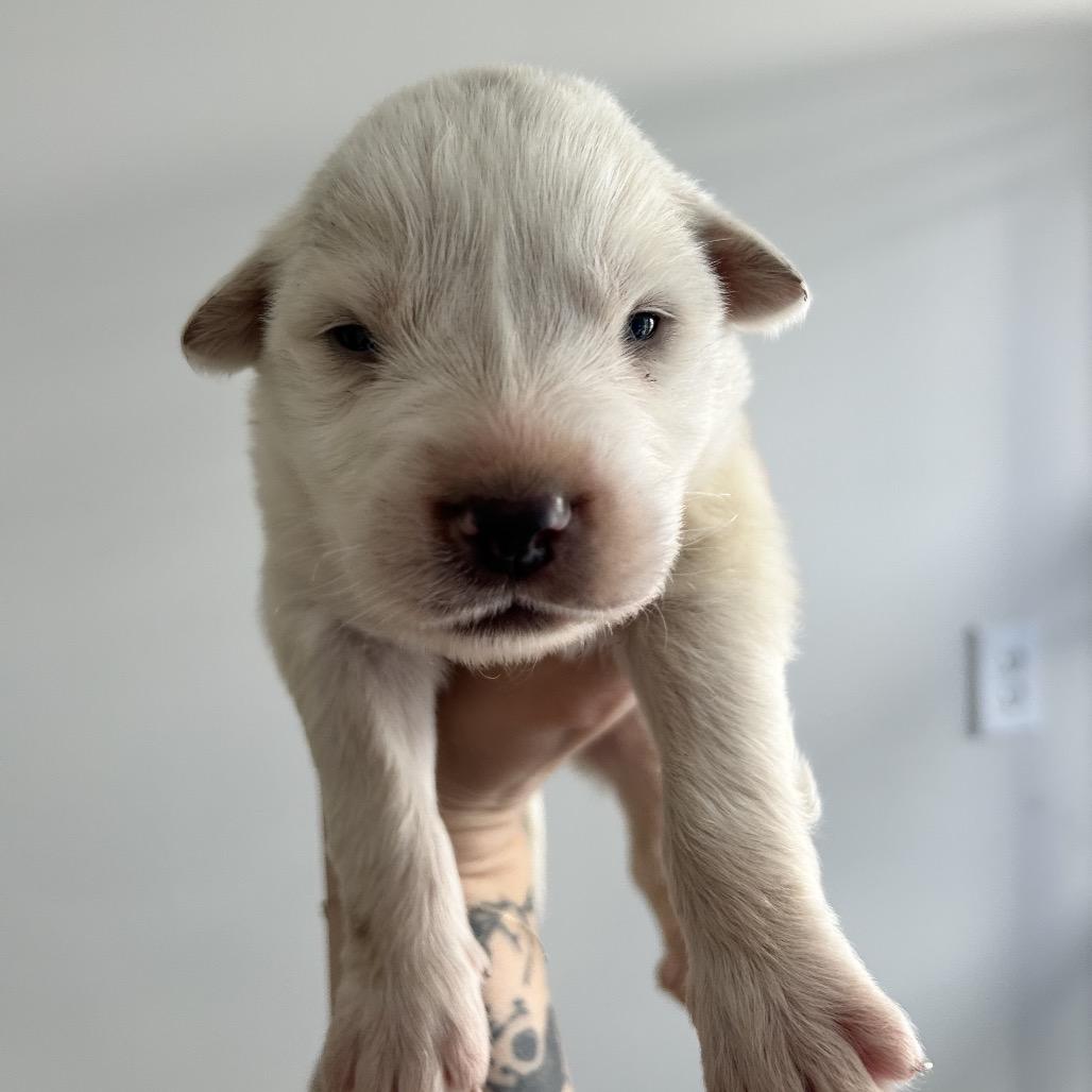 Enlarge August, a Adoptable mixed breed in Huntsville, AL image 4/5