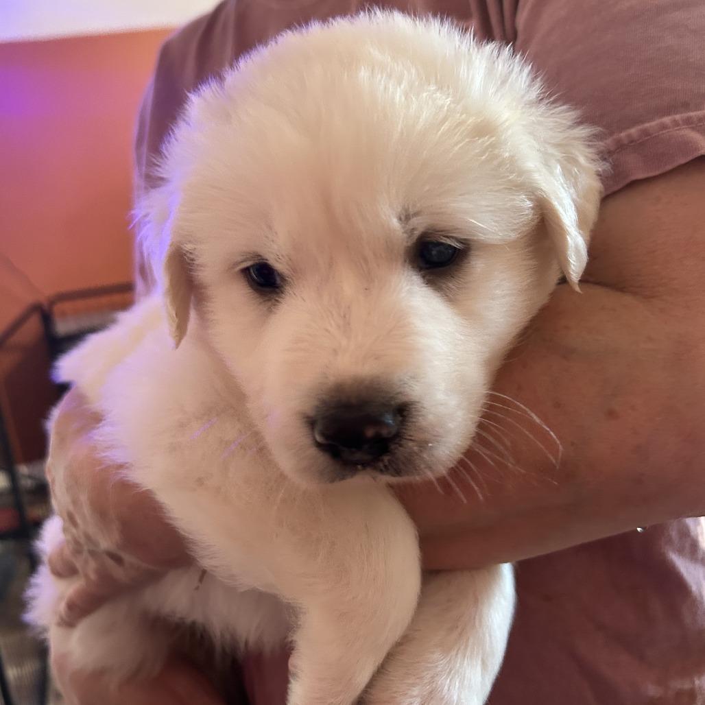Enlarge August, a Adoptable mixed breed in Huntsville, AL image 5/5