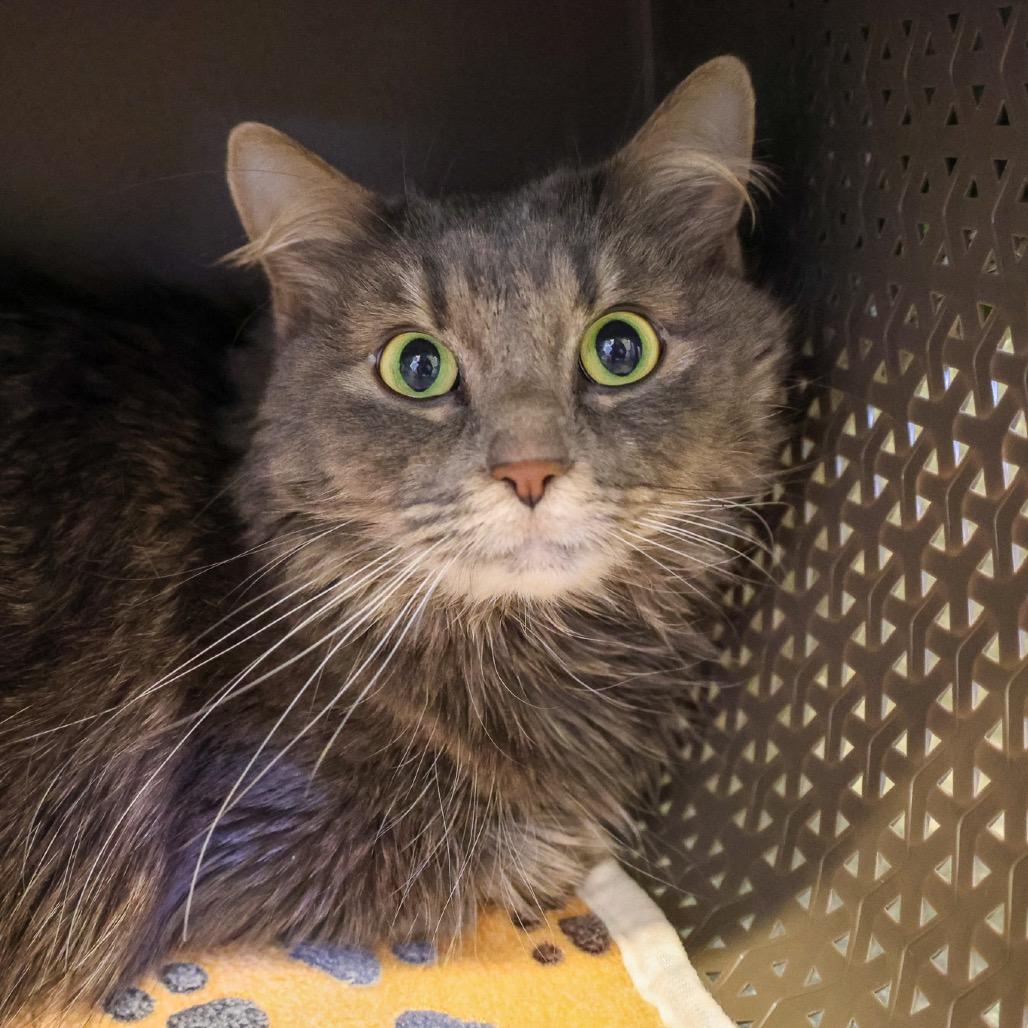 Enlarge Suzette, an adopted Domestic Long Hair in Chicago, IL image 1/5