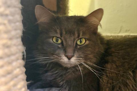 Enlarge Suzette, an adopted Domestic Long Hair in Chicago, IL image 3/5