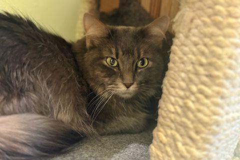 Enlarge Suzette, an adopted Domestic Long Hair in Chicago, IL image 4/5