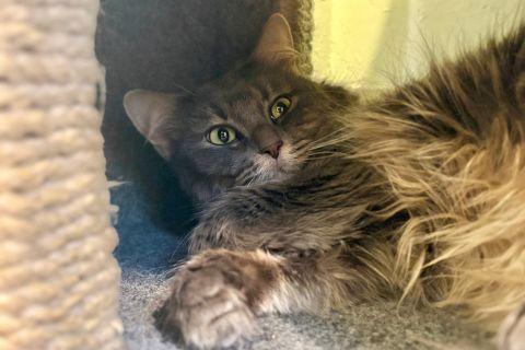 Enlarge Suzette, an adopted Domestic Long Hair in Chicago, IL image 2/5