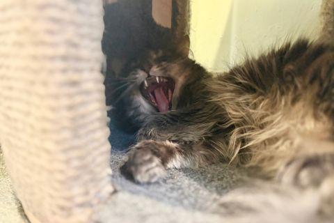 Enlarge Suzette, an adopted Domestic Long Hair in Chicago, IL image 5/5