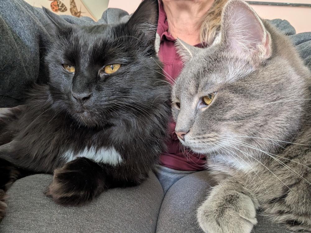 Onyx   (bonded pair), Adoptable, Adult Male American Shorthair.