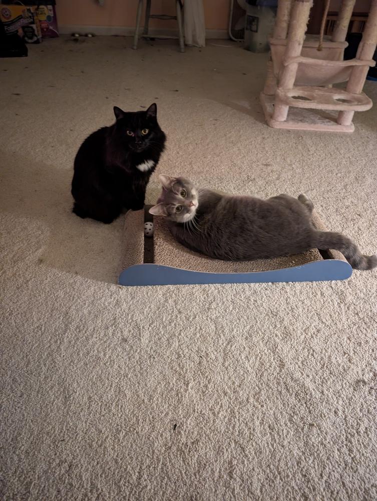 Enlarge Onyx   (bonded pair), a Adoptable mixed breed in Wendell, NC image 3/4