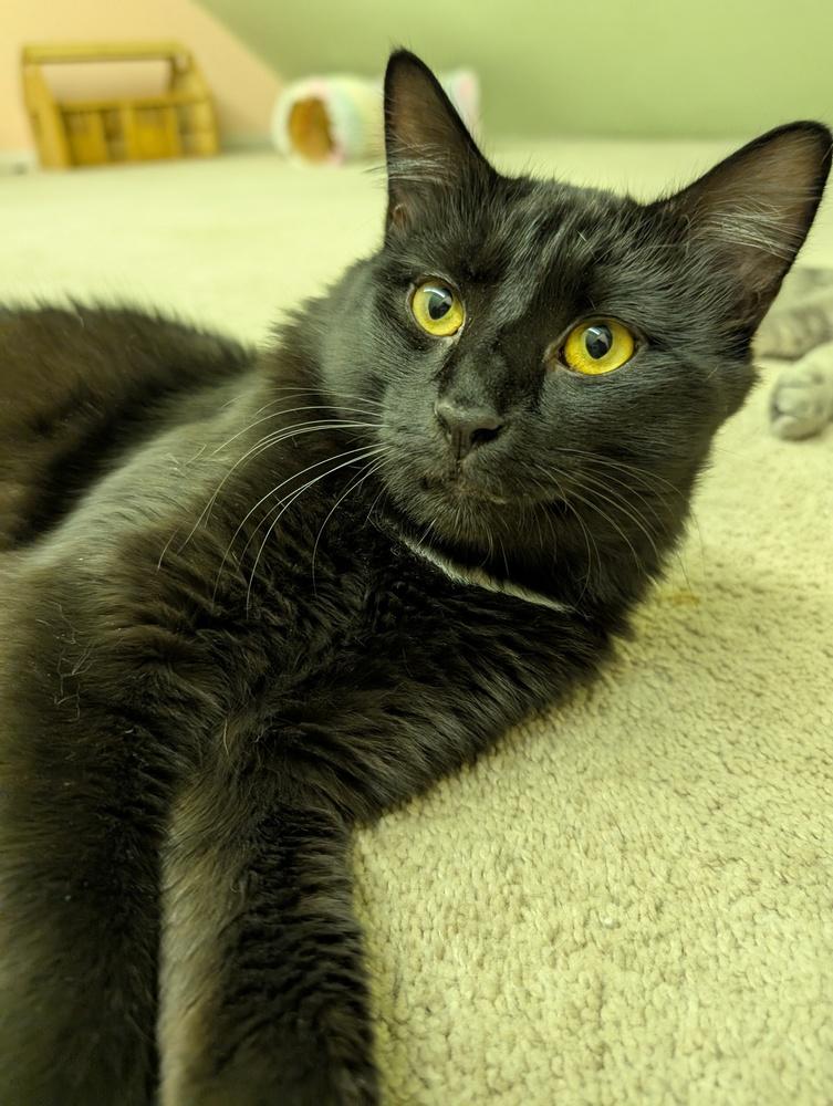 Enlarge Onyx   (bonded pair), a Adoptable mixed breed in Wendell, NC image 4/4