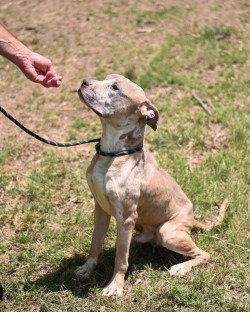 DQ 61 Ralphie, Adoptable, Adult Male Pit Bull Terrier.