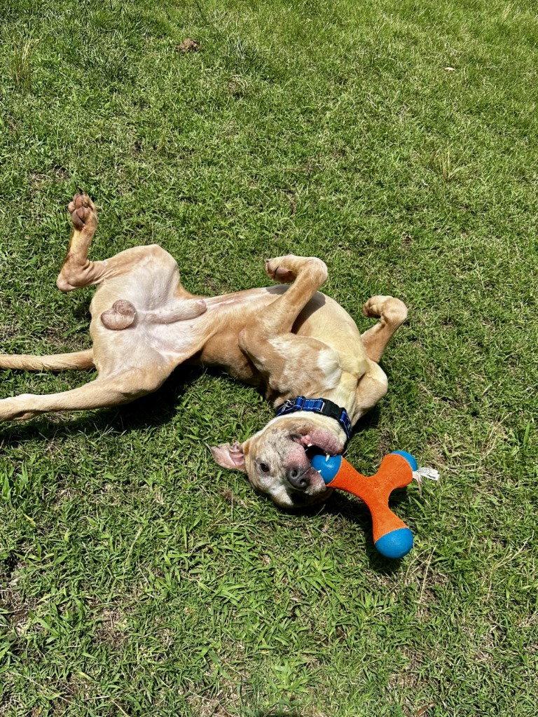 DQ 61 Ralphie, a Adoptable Pit Bull Terrier in Glen Allen, VA image 2/3