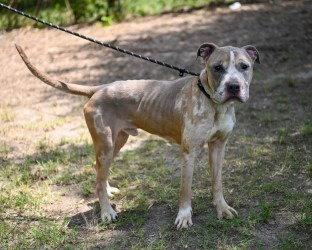 DQ 61 Ralphie, a Adoptable Pit Bull Terrier in Glen Allen, VA image 3/3