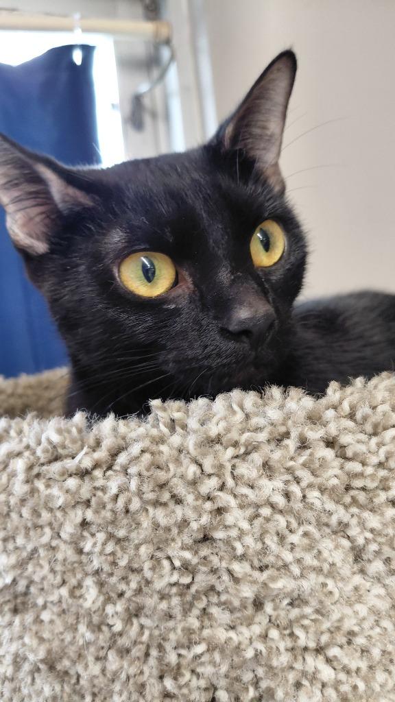Nova, Adoptable, Young Female Domestic Short Hair.