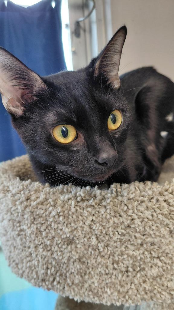 Enlarge Nova, a Adoptable mixed breed in Cincinnati, OH image 2/3