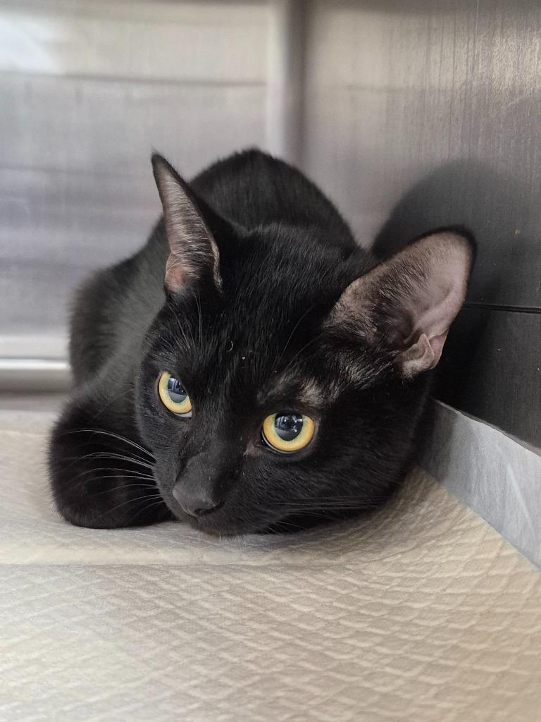 Enlarge Nova, a Adoptable mixed breed in Cincinnati, OH image 3/3