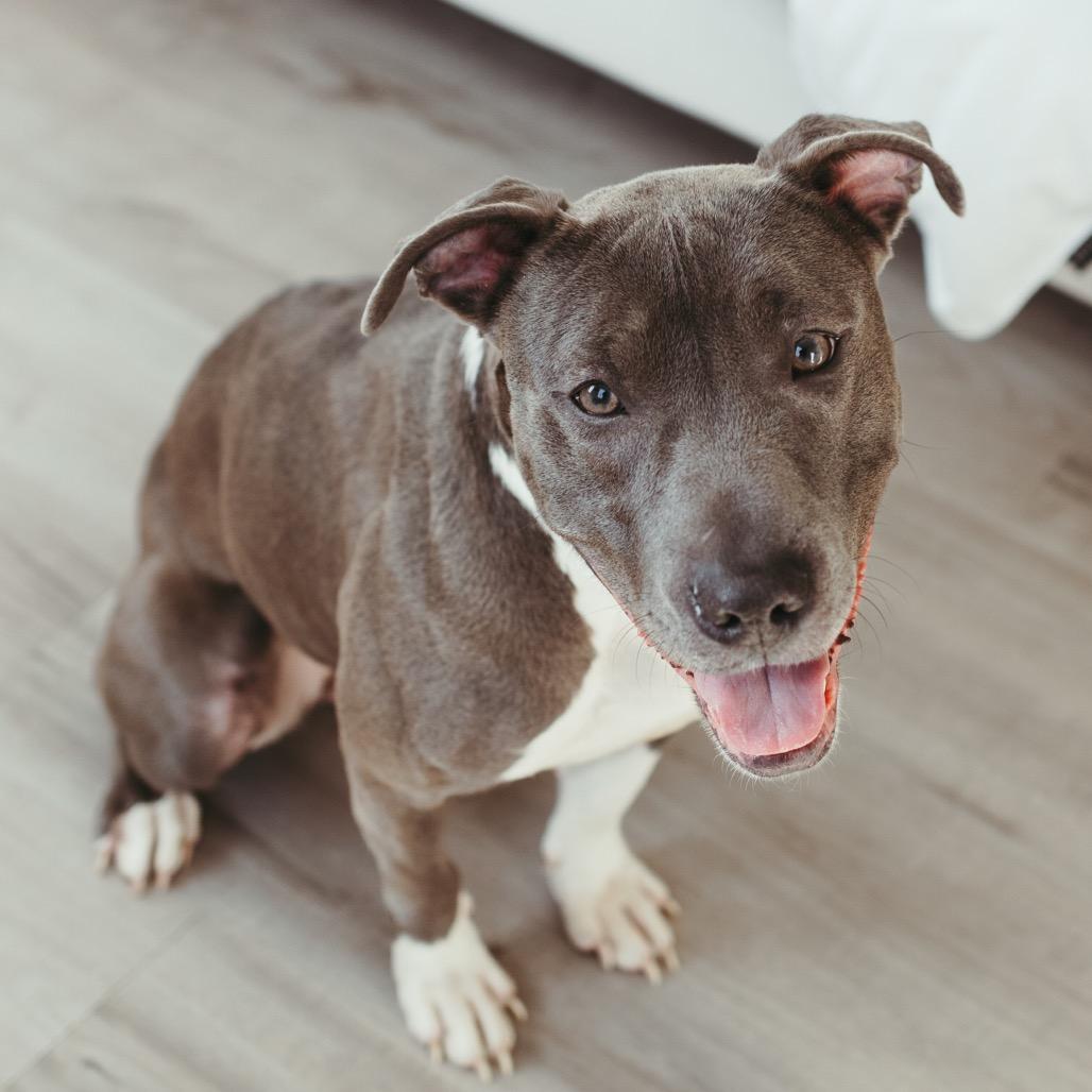 Enlarge Layla (Lainey), a Adoptable Pit Bull Terrier in Peachtree City, GA image 1/4