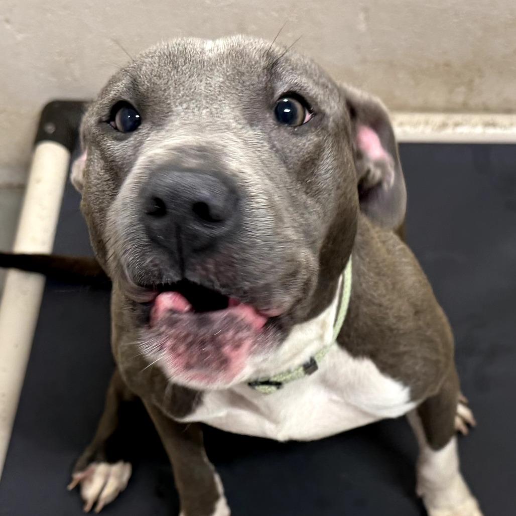 Enlarge Layla (Lainey), a Adoptable Pit Bull Terrier in Peachtree City, GA image 2/4