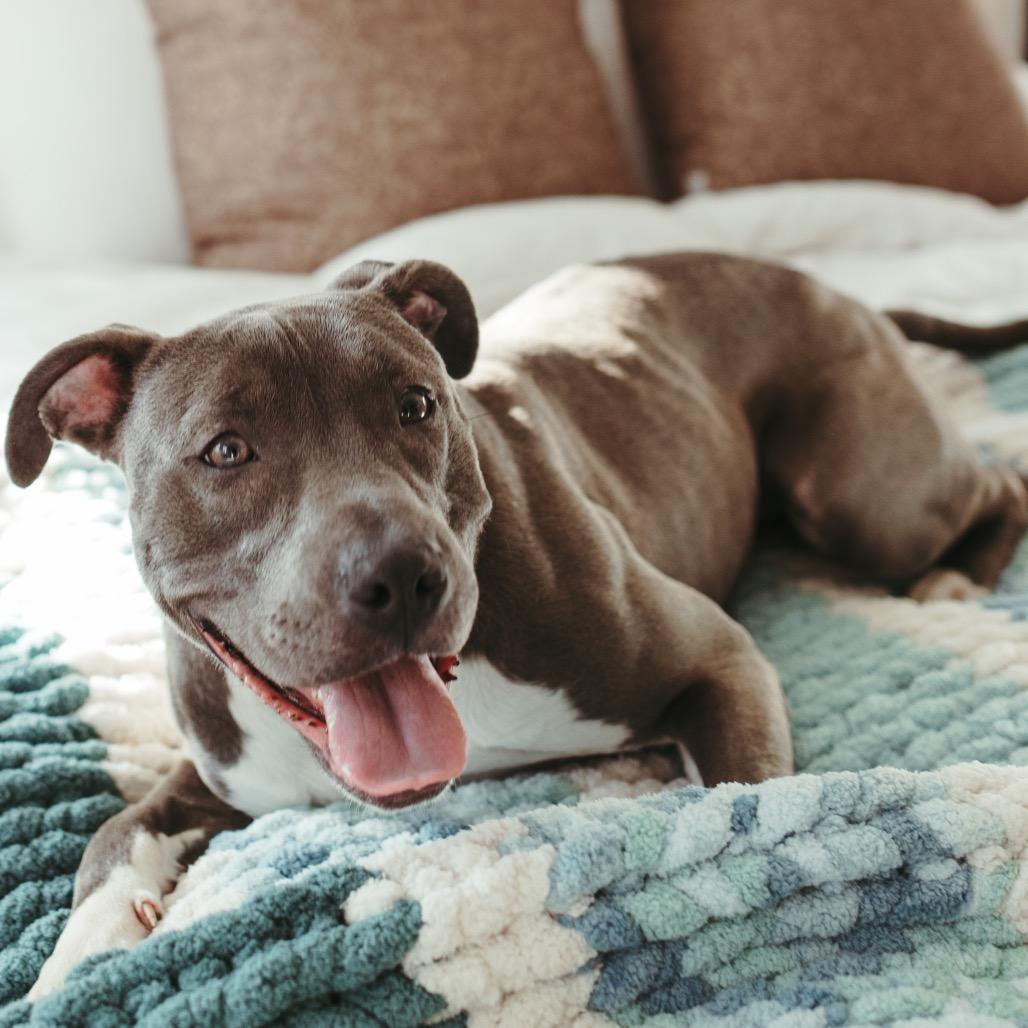 Enlarge Layla (Lainey), a Adoptable Pit Bull Terrier in Peachtree City, GA image 3/4