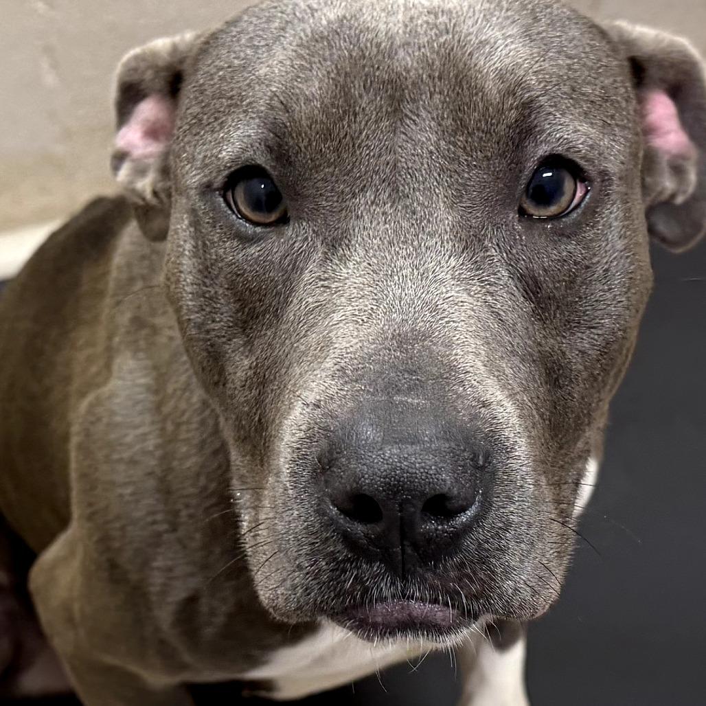 Enlarge Layla (Lainey), a Adoptable Pit Bull Terrier in Peachtree City, GA image 4/4