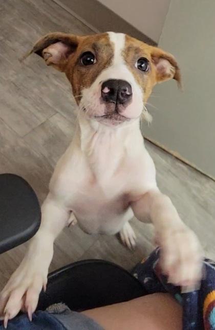Tyler, Adoptable, Puppy Male Terrier & Mixed Breed.