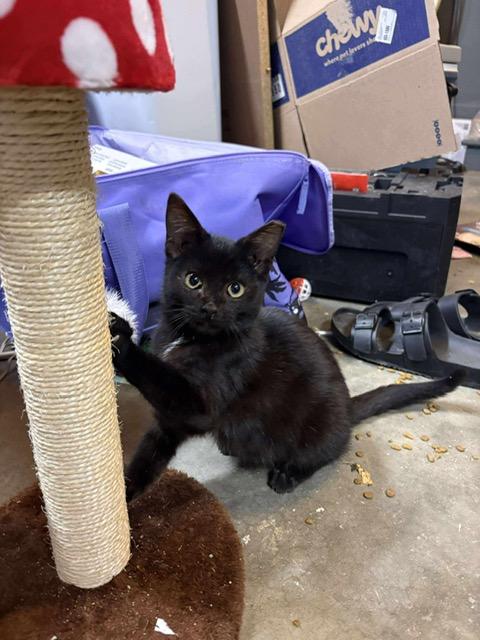 Enlarge Jolly, a ADOPTABLE Domestic Short Hair in Brighton, IL image 1/1