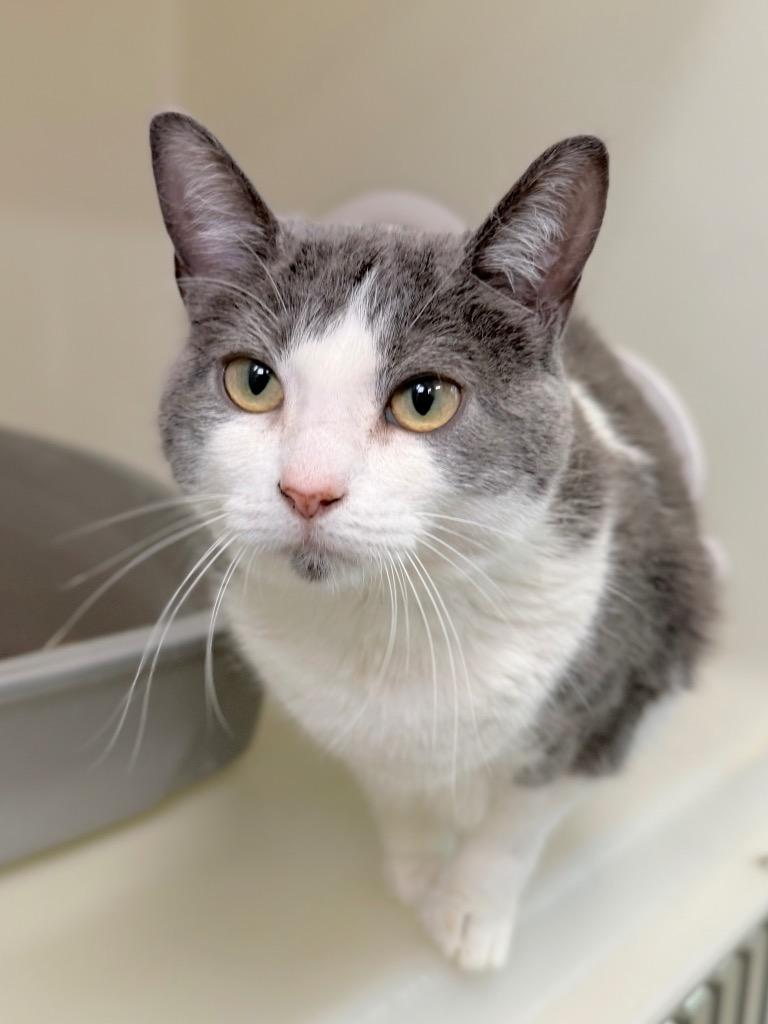 Rhea, Adoptable, Young Female Domestic Short Hair.