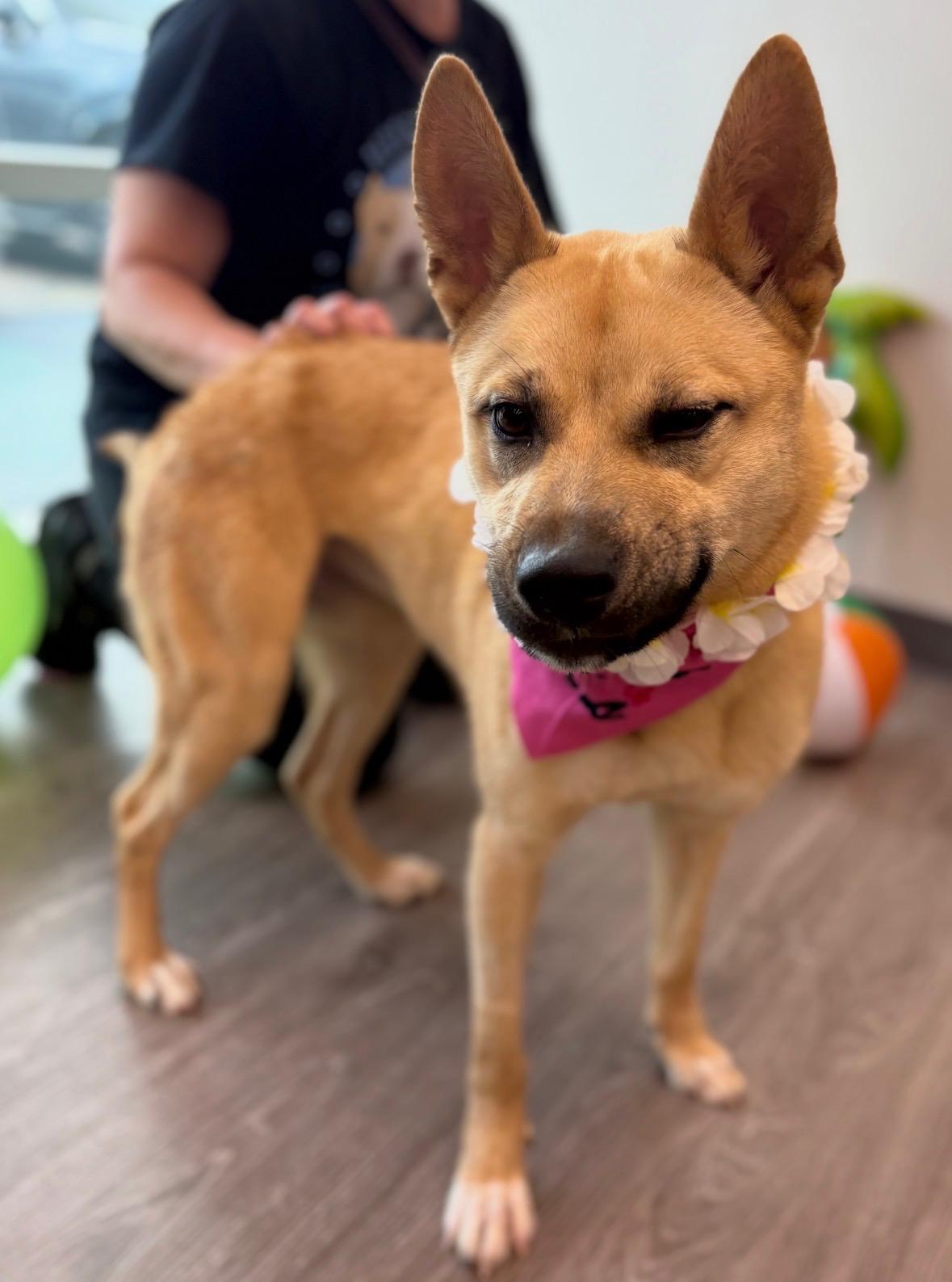 Enlarge Sunny Delight, a Adopted mixed breed in Dallas, TX image 4/6