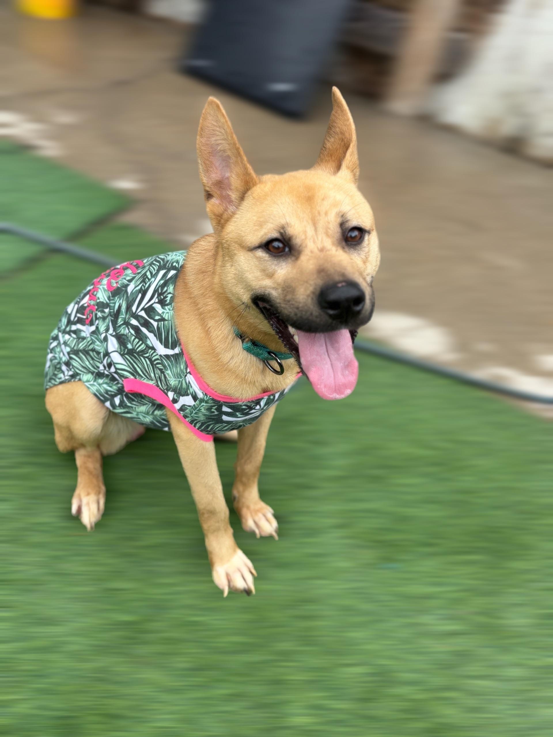 Sunny Delight, Adopted, Young Female Shiba Inu & Belgian Shepherd / Malinois.