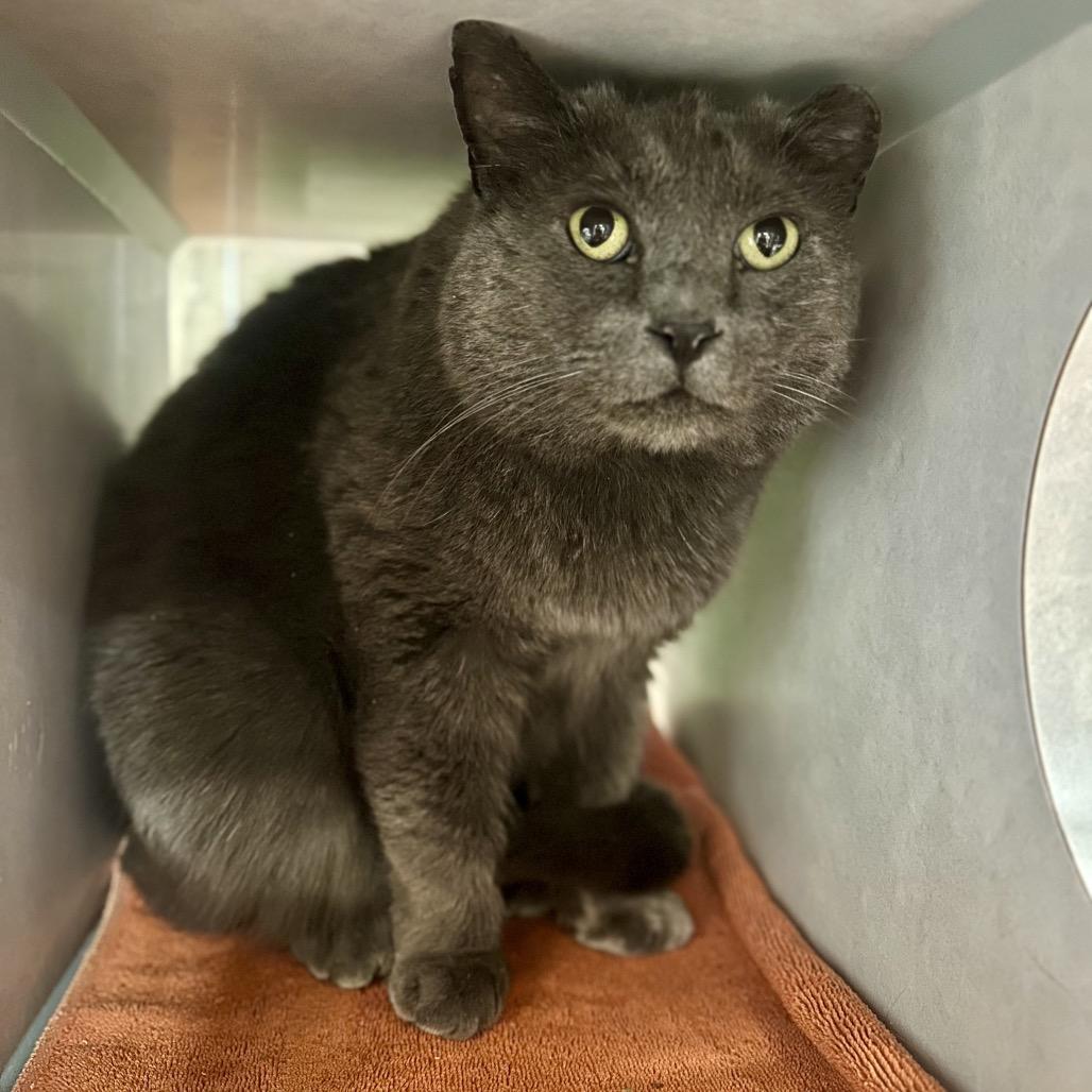 Silver, Adoptable, Adult Male Domestic Short Hair.