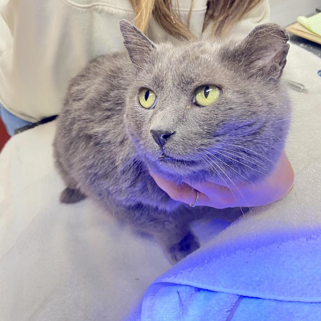 Silver, Adoptable, Adult Male Domestic Short Hair.