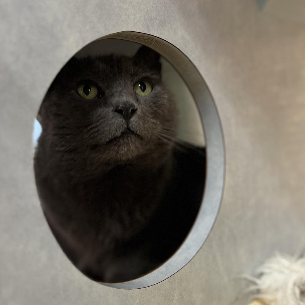 Silver, a Adoptable Domestic Short Hair in Glenwood Springs, CO image 3/6