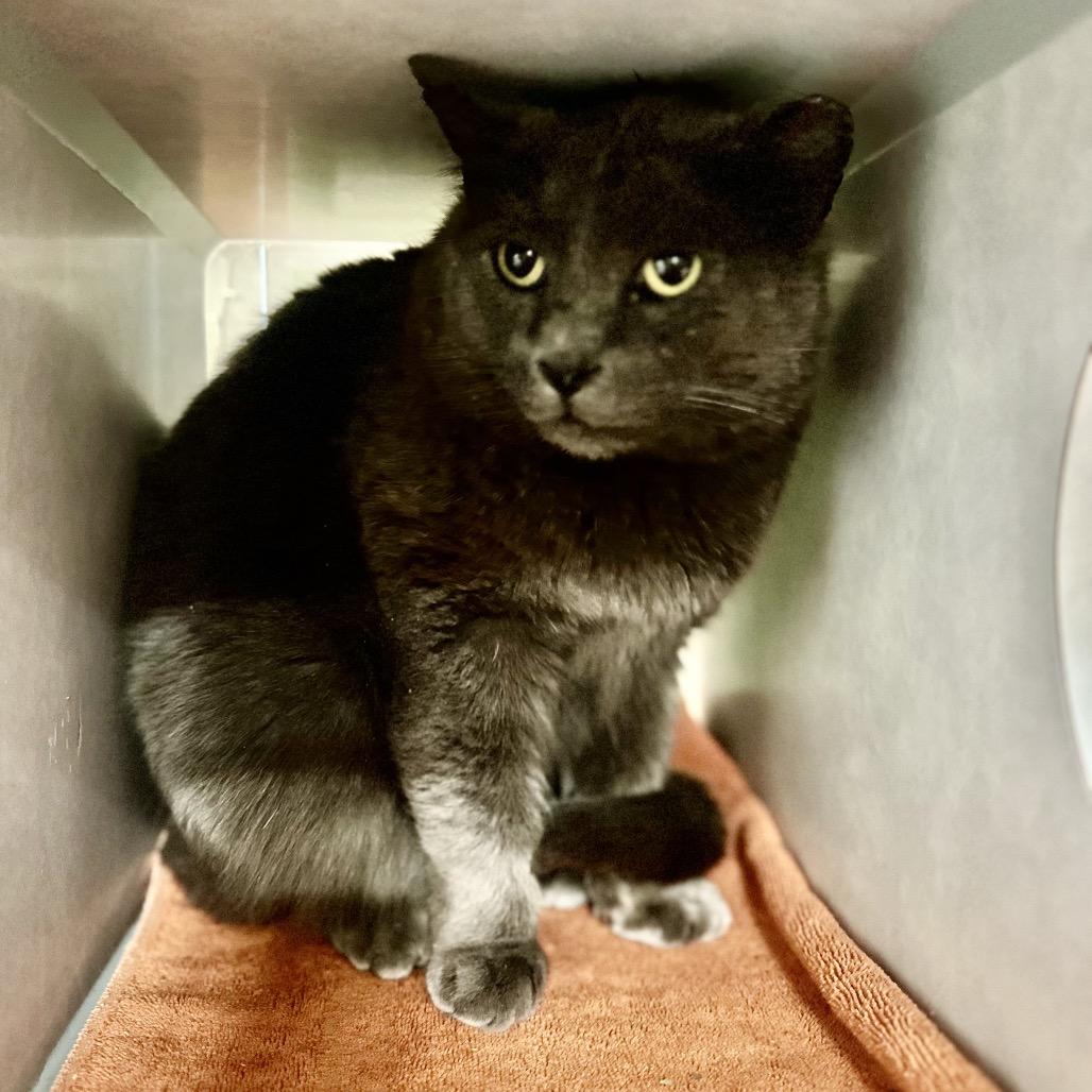 Silver, a Adoptable Domestic Short Hair in Glenwood Springs, CO image 4/6