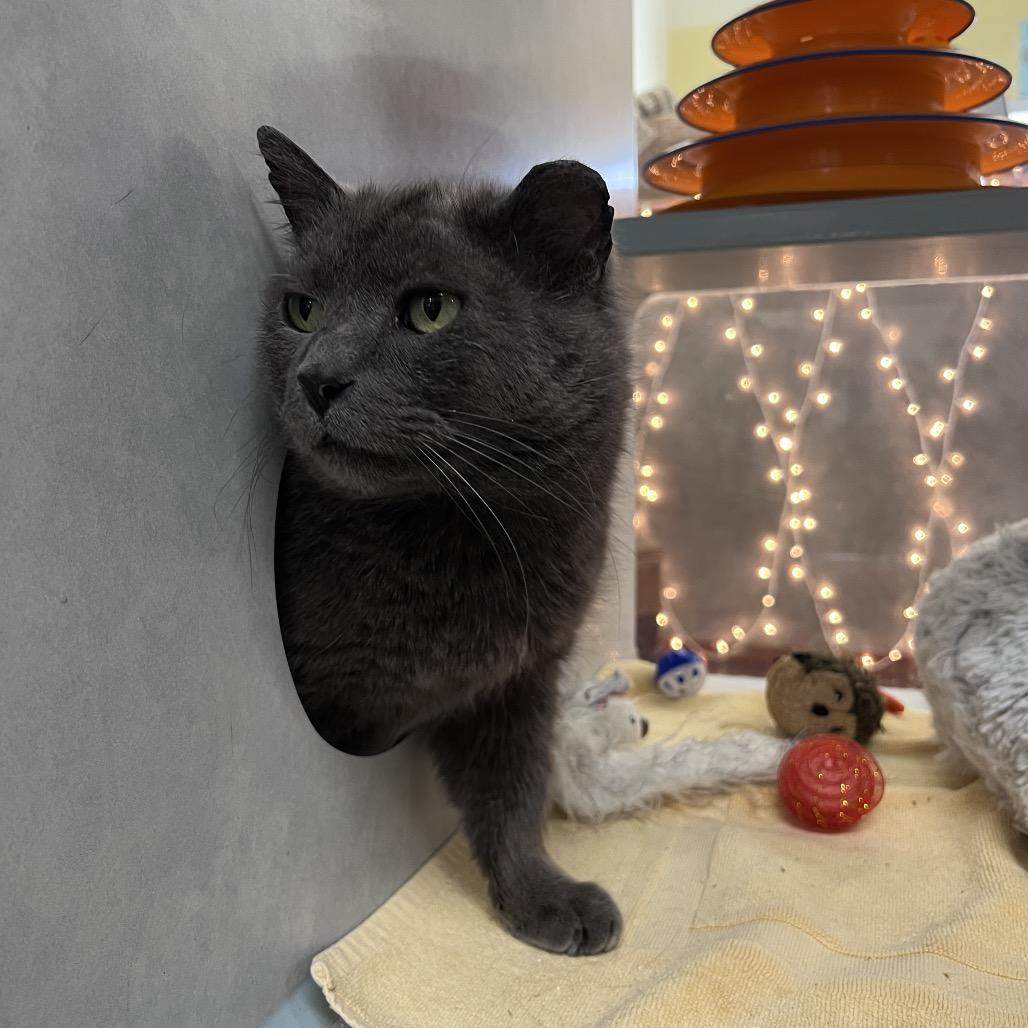 Silver, a Adoptable Domestic Short Hair in Glenwood Springs, CO image 5/6
