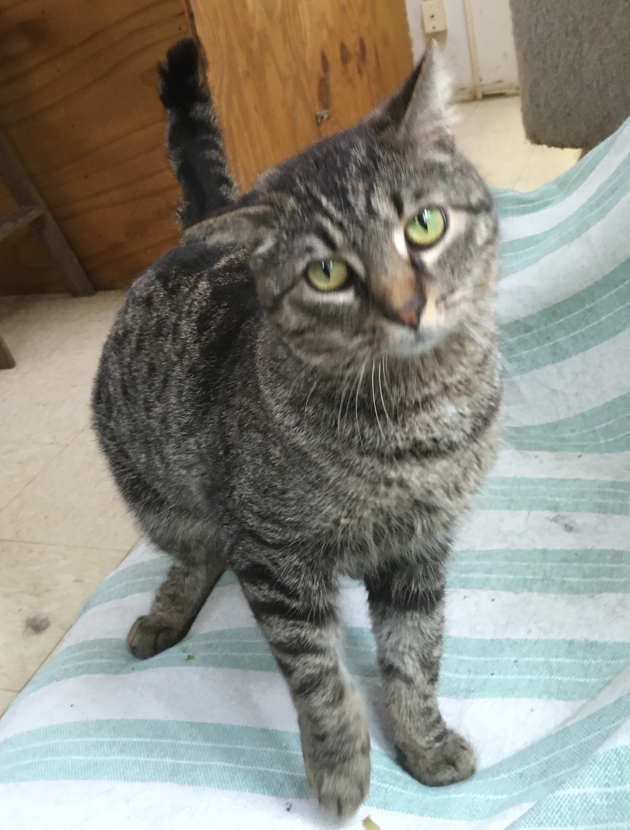 Plum, a Adoptable Domestic Short Hair in Stuart, VA image 1/2