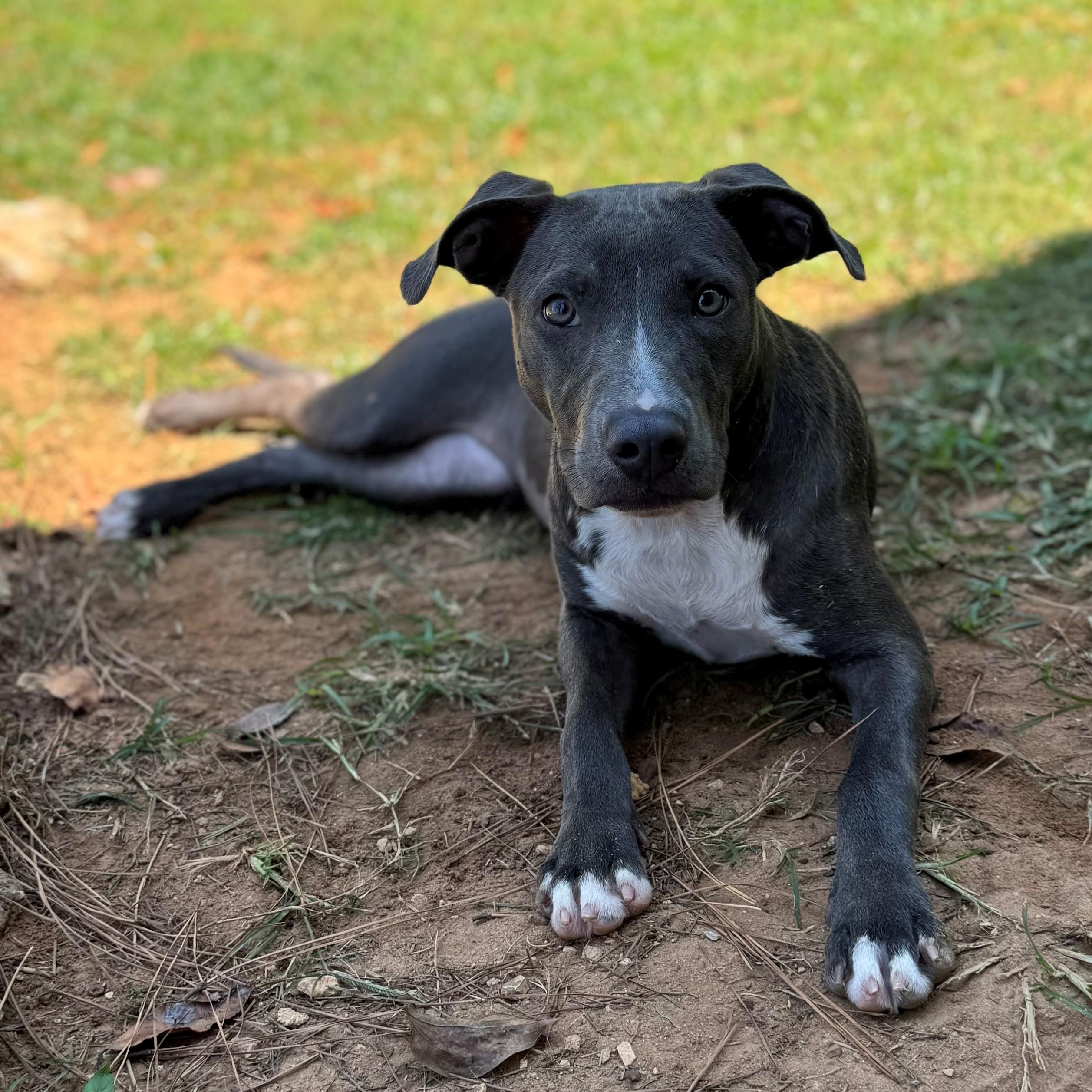 Enlarge Clarice, a Adoptable Mixed Breed in Summerdale, AL image 1/1