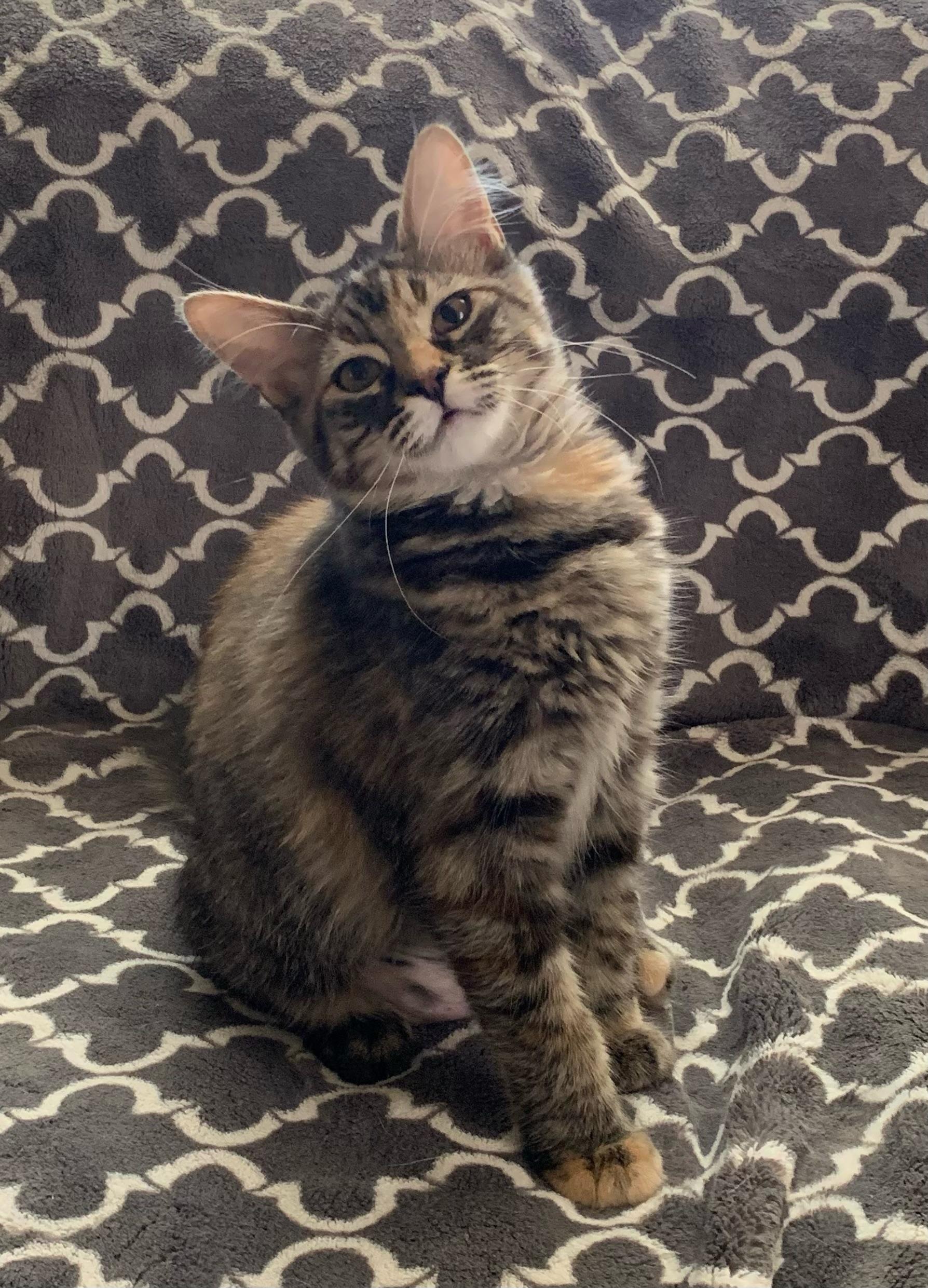 Enlarge Sissy, a Adoptable mixed breed in Tracy, CA image 1/4
