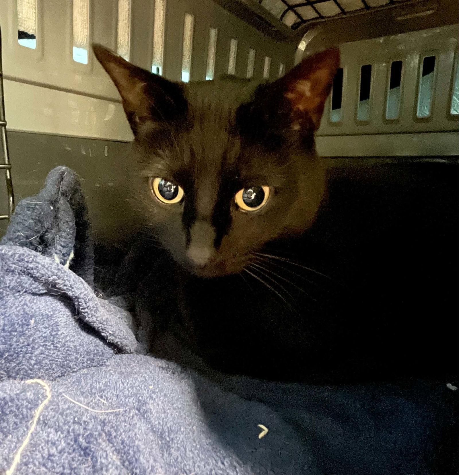 Jinx, Adopted, Adult Male Domestic Short Hair.