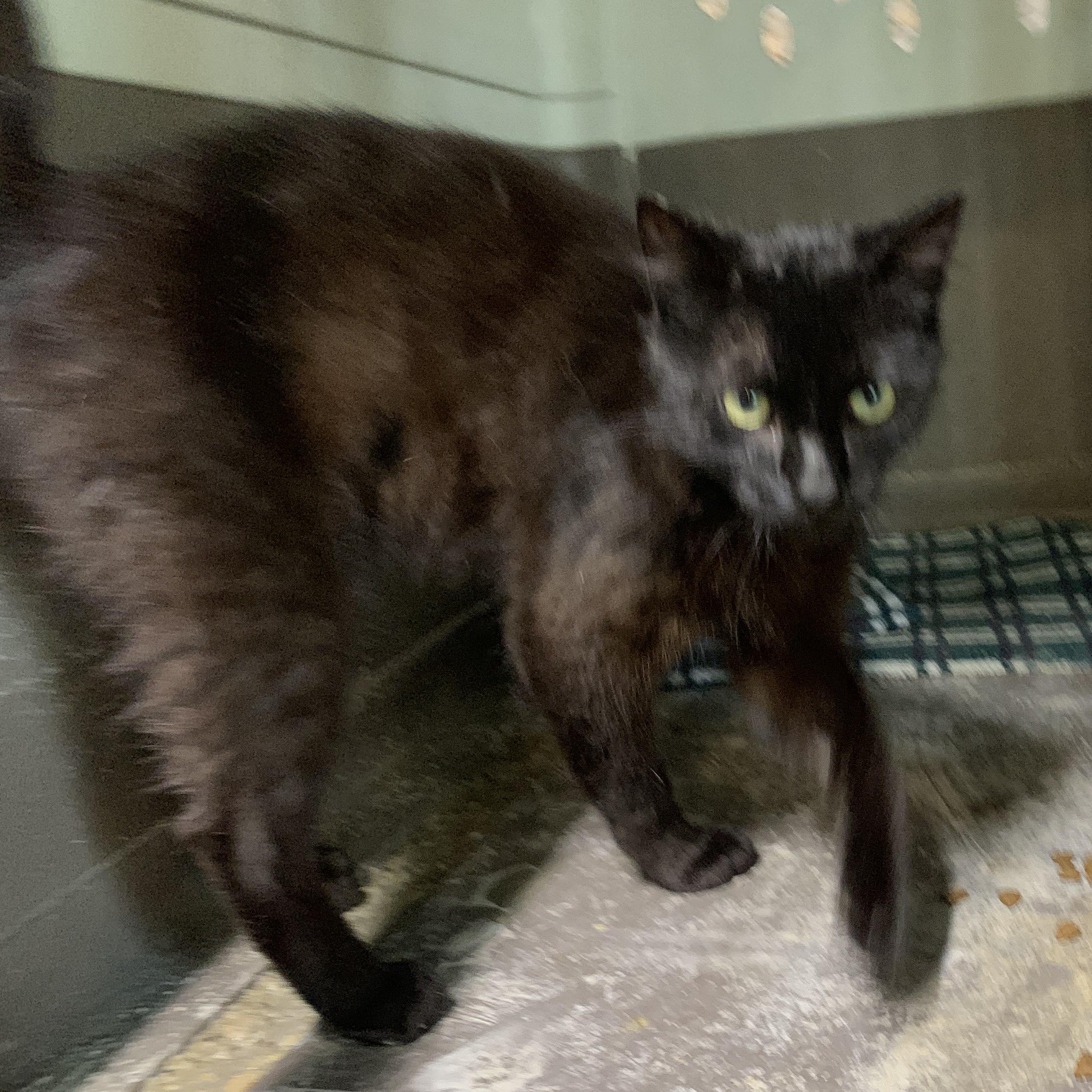 Enlarge Kona, an adopted Domestic Short Hair in Stockholm, WI image 5/6