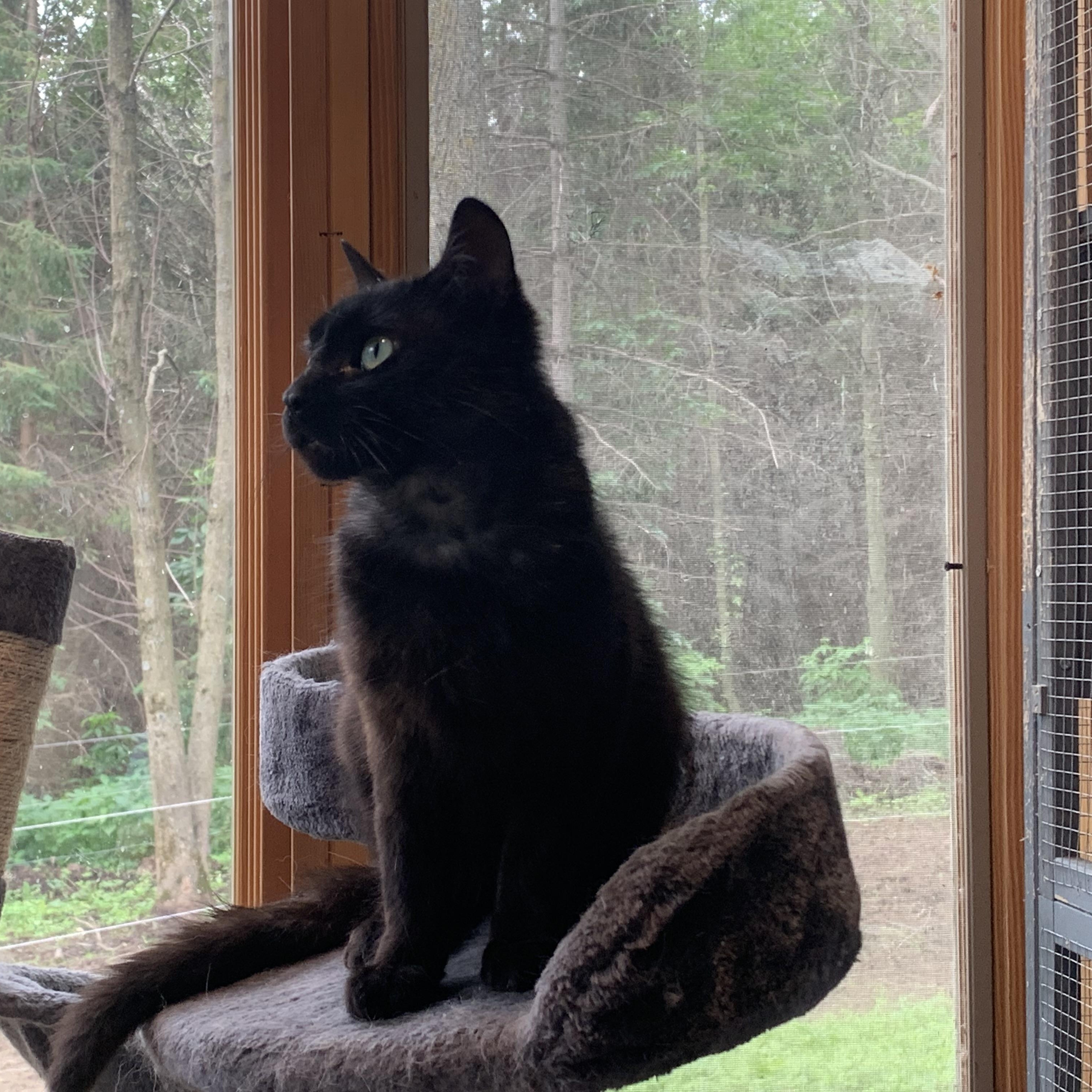 Enlarge Kona, an adopted Domestic Short Hair in Stockholm, WI image 4/6
