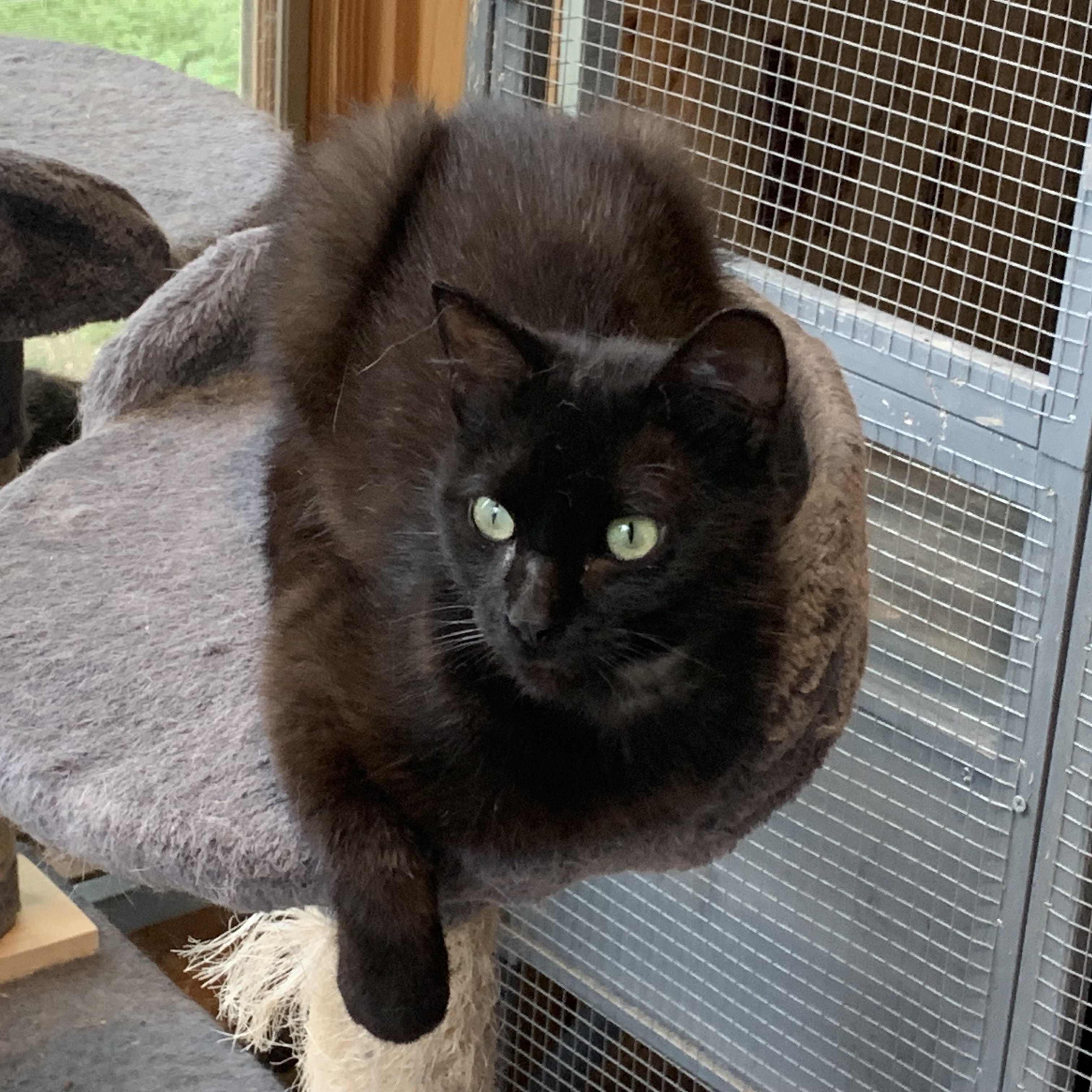 Enlarge Kona, an adopted Domestic Short Hair in Stockholm, WI image 2/6