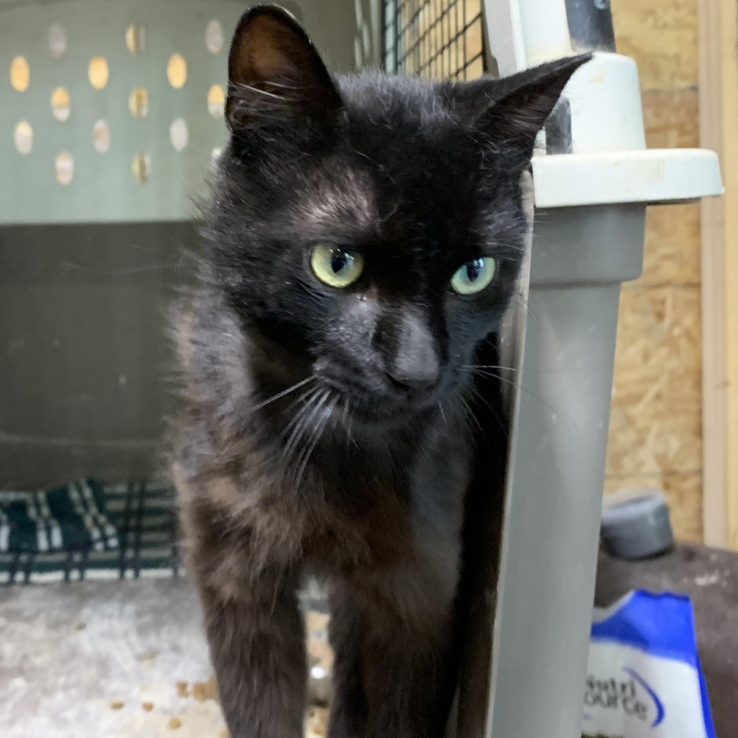 Enlarge Kona, an adopted Domestic Short Hair in Stockholm, WI image 3/6