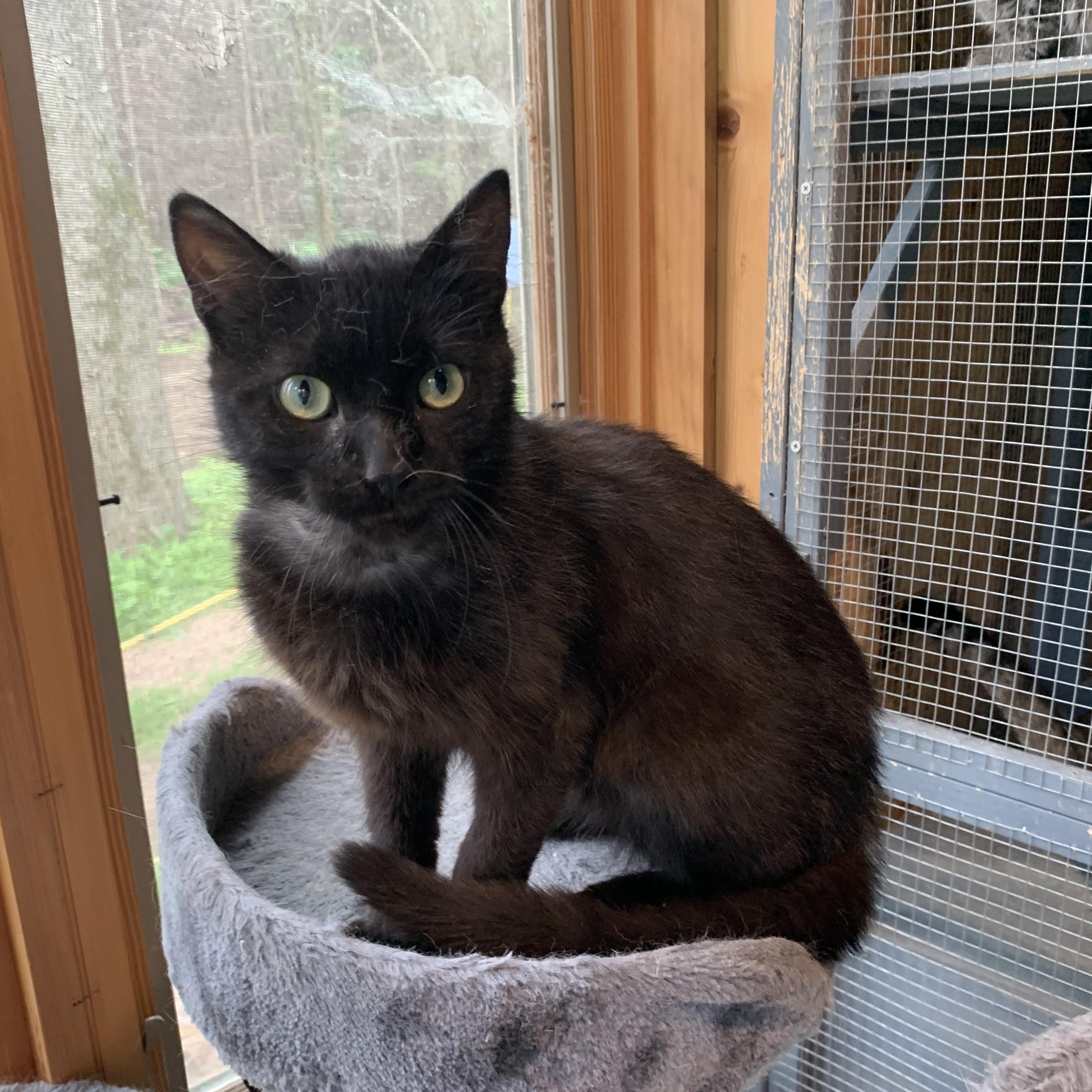 Kona, adopted, Kitten Male Domestic Short Hair.