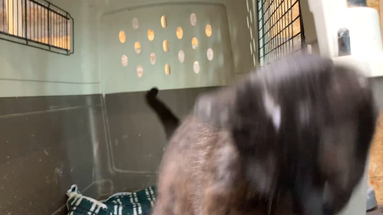 Enlarge Kona, an adopted Domestic Short Hair in Stockholm, WI video 6/6